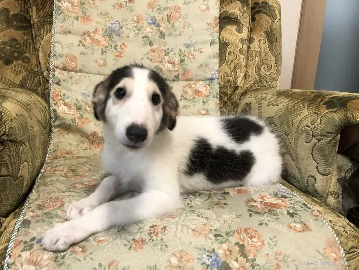 ロッド 様のお迎えした子犬