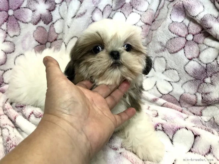 ID:2201-00649の子犬