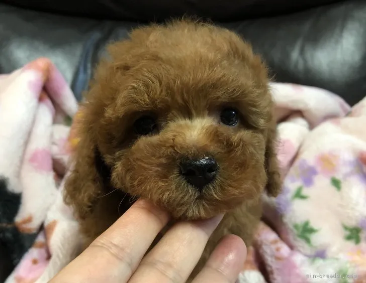 R.F 様のお迎えした子犬