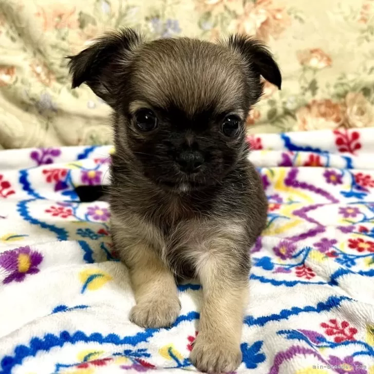 ID：2409-07454の子犬