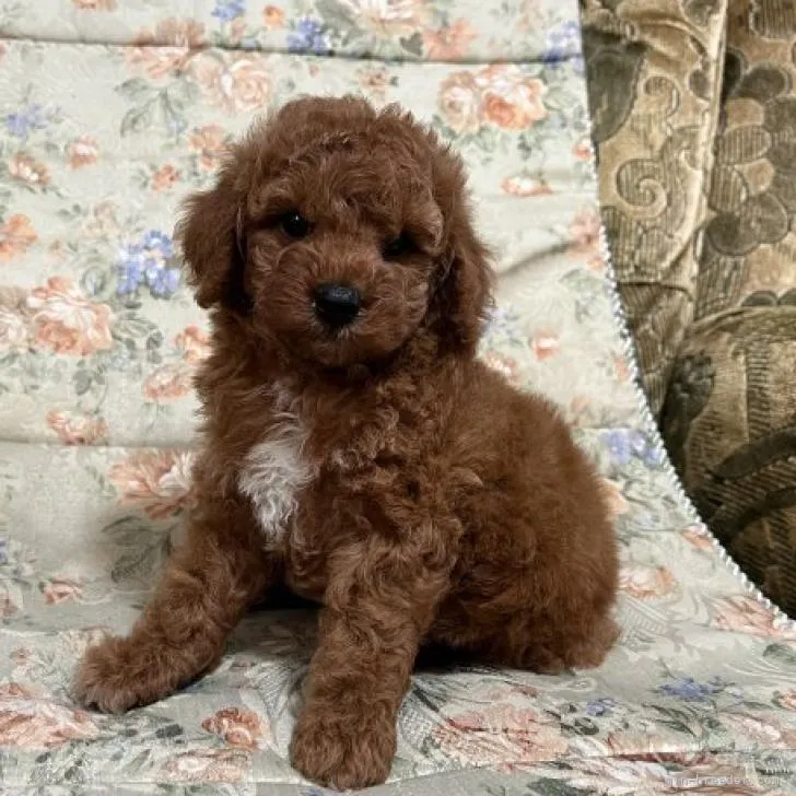 ID:2210-02974の子犬