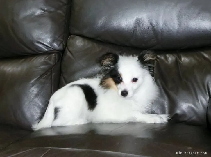 スヌーピー 様のお迎えした子犬