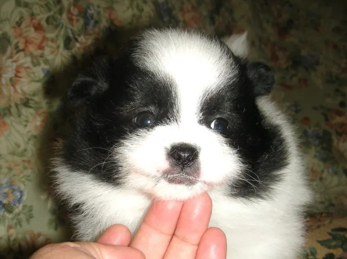 渡辺 様のお迎えした子犬