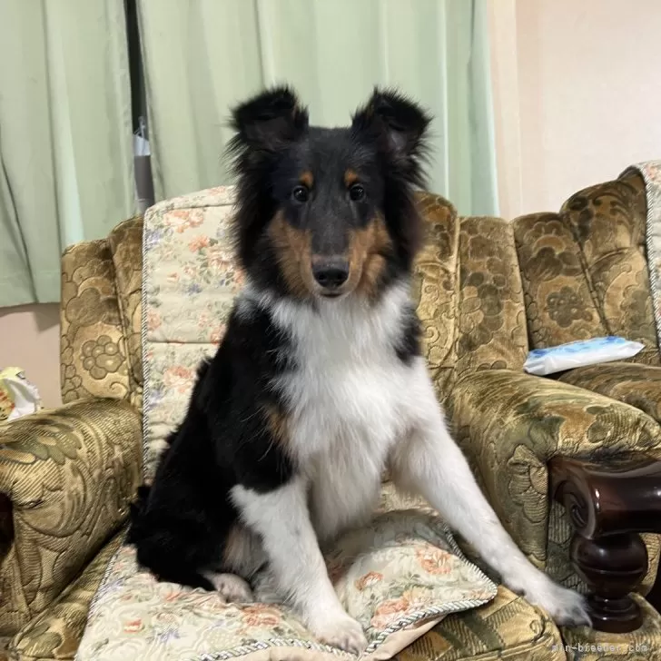 ID：2406-04516の子犬