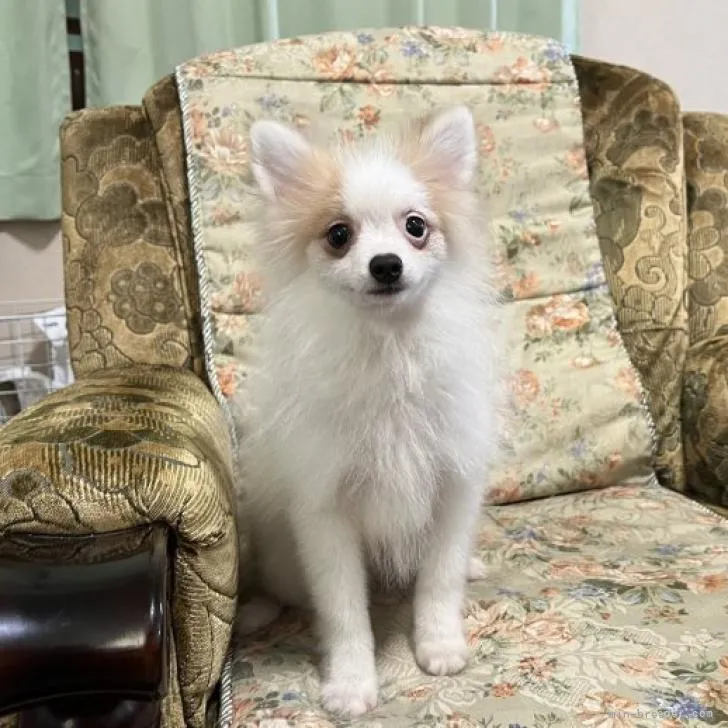 ID:2207-04513の子犬