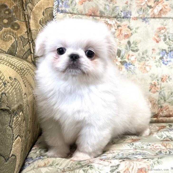 ペキニーズ 青森県 女の子 22年4月1日 ホワイト ちっちゃくて可愛い みんなのブリーダー 子犬id 24