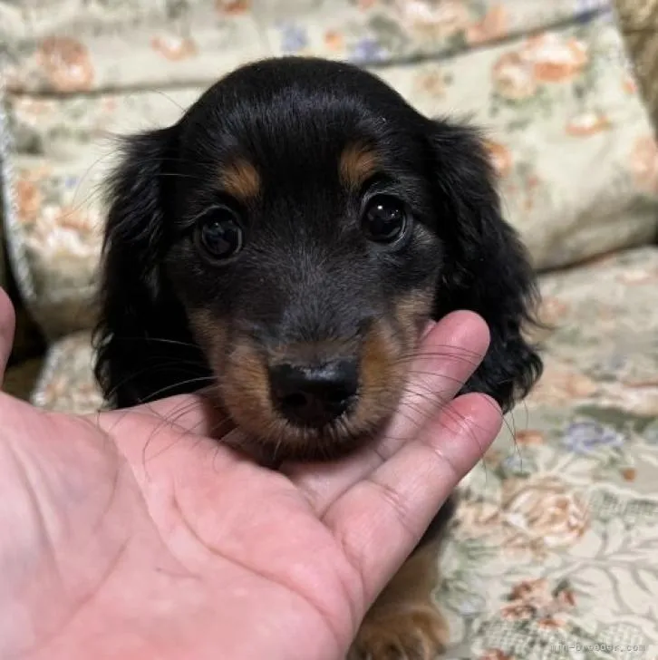 まろん 様のお迎えした子犬