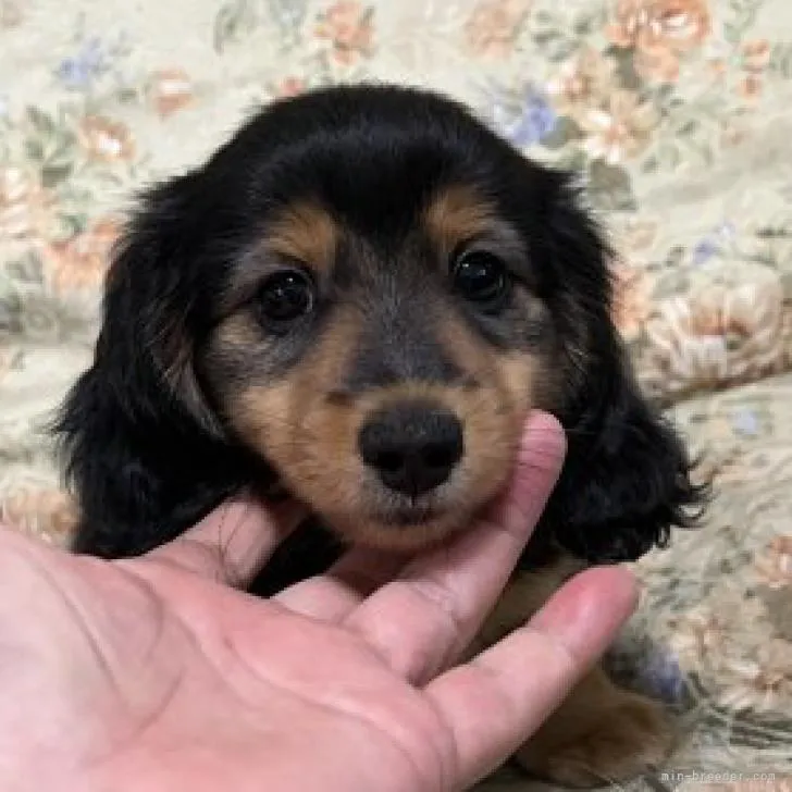 ID：2210-00220の子犬