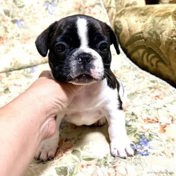 ID：2211-03678の子犬