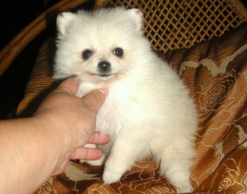 ポメラニアン【青森県・女の子・2011年9月12日・クリーム】の写真「」