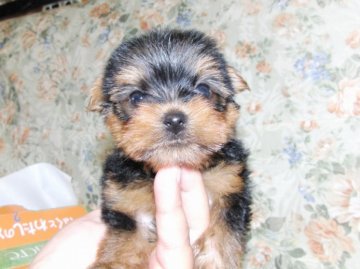 ヨークシャーテリア【青森県・女の子・2012年7月18日・スティールブルー&タン】の写真「」