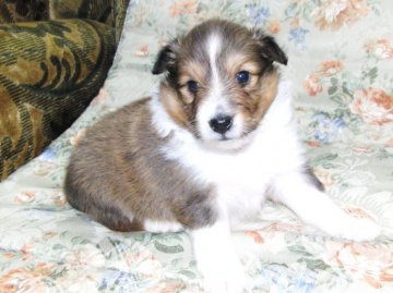 シェットランドシープドッグ【青森県・女の子・2012年4月20日・セーブル＆ホワイト】の写真「」