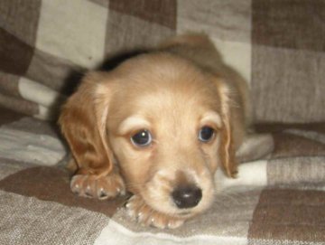 ミニチュアダックスフンド(ロング)【青森県・女の子・2011年6月10日・ゴールド】の写真「」