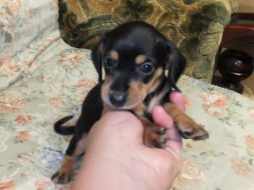 カニンヘンダックスフンド(スムース)【青森県・男の子・2012年8月14日・ブラックタン】の写真「」