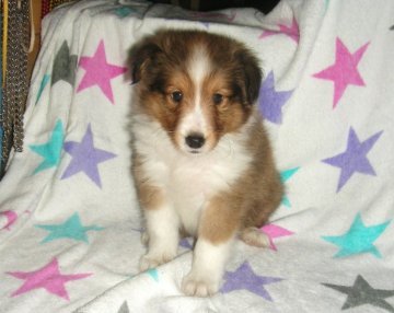 シェットランドシープドッグ【青森県・男の子・2011年7月27日・セーブル&ホワイト】の写真「」