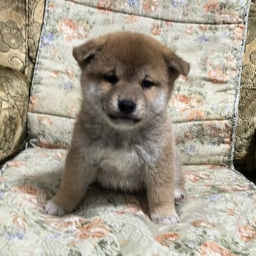 柴犬(標準サイズ)【青森県・男の子・2024年2月7日・赤】の写真「パパ似のしっかりタイプ」