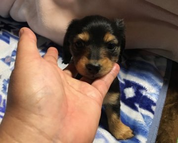 ミニチュアダックスフンド(ロング)【青森県・女の子・2017年2月9日・ブラック&タン】の写真「カニンヘンサイズのベビーです。」