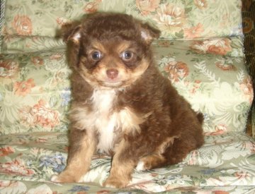 チワワ(ロング)【青森県・女の子・2011年9月20日・チョコタン】の写真「」