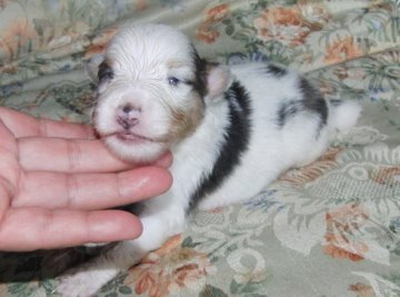 シェットランドシープドッグ【青森県・女の子・2012年6月24日・ブルーマール&ホワイト】の写真「」