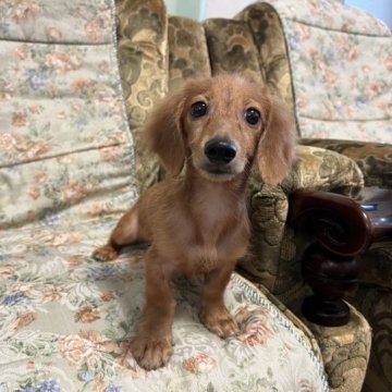 カニンヘンダックスフンド(ロング)【青森県・男の子・2023年4月15日・レッド】の写真「お値下げしました。」