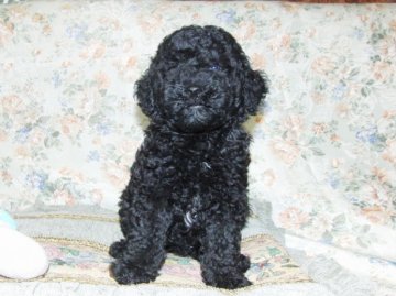 ミニチュアプードル【青森県・男の子・2012年6月19日・ブラック】の写真「」