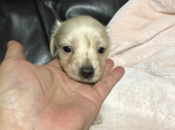 ミニチュアダックスフンド(ロング)【青森県・男の子・2019年4月30日・イエロー】の写真「柔らかな薄いクリームです。」