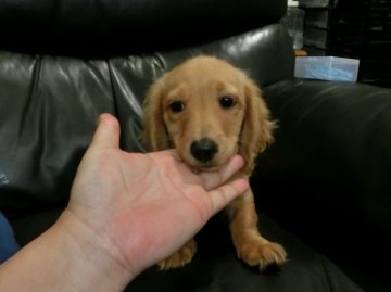 ミニチュアダックスフンド(ロング)【青森県・男の子・2016年3月6日・ゴールド】の写真「ただいまサービス期間中です。」