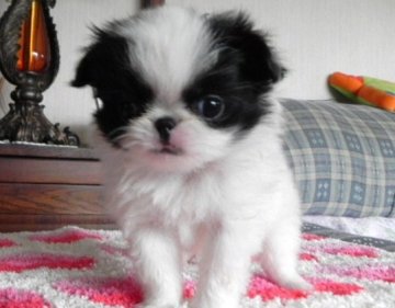 狆(チン)【青森県・女の子・2012年3月13日・白黒】の写真「」