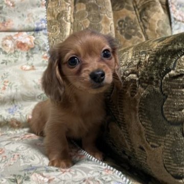 カニンヘンダックスフンド(ロング)【青森県・女の子・2023年10月2日・レッドダップル】の写真「とっても小さくて可愛い子です。」