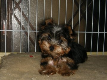 ヨークシャーテリア【青森県・男の子・2011年7月23日・スティールブルー＆タン】の写真「」