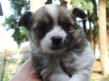 チワワ(ロング)【青森県・男の子・2012年3月23日・フォーン＆ホワイト】の写真「」