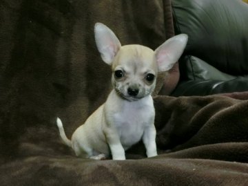 チワワ(スムース)【青森県・男の子・2015年6月25日・フォーン&ホワイト】の写真「とっても小さな子です。」