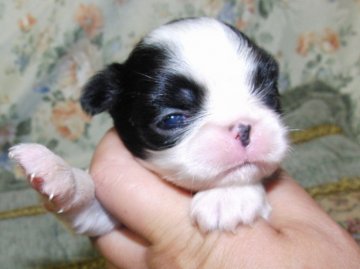 狆(チン)【青森県・女の子・2012年7月29日・白黒】の写真「」