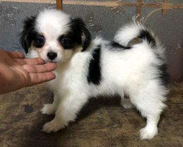 パピヨン【青森県・女の子・2020年8月25日・ブラックタン&ホワイト】の写真「可愛い女の子💕」