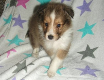 シェットランドシープドッグ【青森県・男の子・2011年7月27日・セーブル&ホワイト】の写真「」