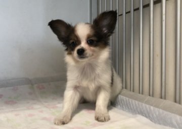 パピヨン【青森県・男の子・2019年8月28日・レッド&ホワイト】の写真「クリスマスセール🎄」