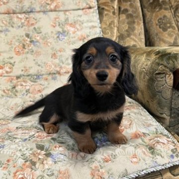 ミニチュアダックスフンド(ロング)【青森県・女の子・2023年3月14日・ブラックタン】の写真「おトイレバッチリ可愛いベビーです。」