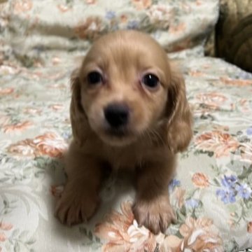 カニンヘンダックスフンド(ロング)【青森県・男の子・2023年9月13日・レディシュイエロー】の写真「クリームに近い薄い毛色の男の子です。」