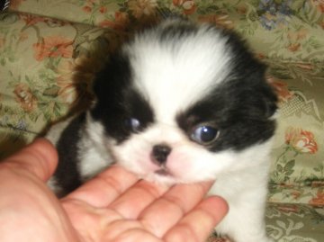 狆(チン)【青森県・男の子・2011年10月14日・白黒】の写真「」