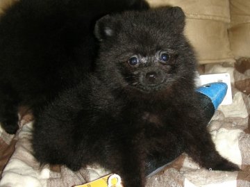 ポメラニアン【青森県・女の子・2011年7月8日・ブラック】の写真「」