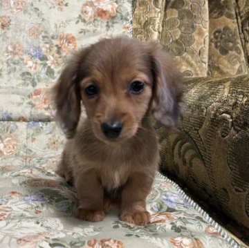 カニンヘンダックスフンド(ロング)【青森県・女の子・2023年10月2日・レッドダップル】の写真「小さくて可愛い子です。」