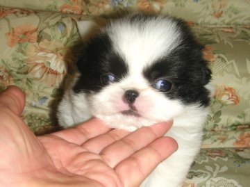 狆(チン)【青森県・男の子・2011年9月22日・白黒】の写真「」