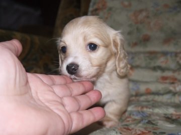 ミニチュアダックスフンド(ロング)【青森県・女の子・2014年1月24日・クリーム】の写真「75%カニンヘンです。今だけ3割引きセール中」