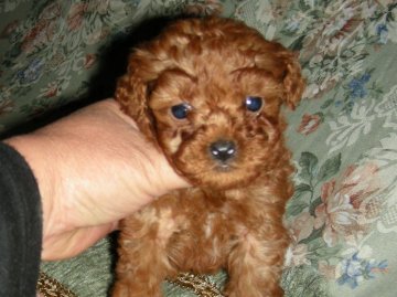 トイプードル(トイ)【青森県・男の子・2011年10月31日・レッド】の写真「」