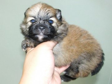 ポメラニアン【青森県・男の子・2012年5月16日・オレンジ】の写真「」