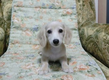 ミニチュアダックスフンド(ロング)【青森県・女の子・2016年5月28日・クリーム】の写真「人気の毛色のかわいい子です」