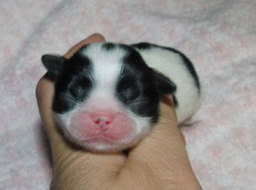 狆(チン)【青森県・男の子・2012年4月21日・白黒】の写真「」