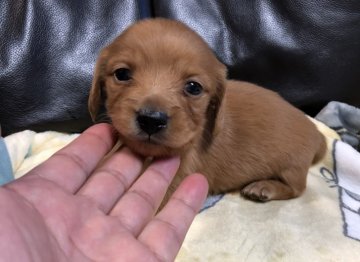 カニンヘンダックスフンド(ロング)【青森県・男の子・2020年9月27日・クリアレッド】の写真「明るい綺麗な色の子です。」
