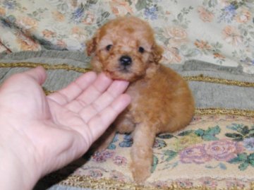 トイプードル(トイ)【青森県・男の子・2012年7月25日・アプリコット】の写真「」