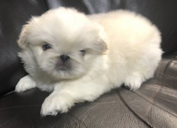 ペキニーズ【青森県・男の子・2021年9月3日・クリーム&ホワイト】の写真「ムクムク可愛いムーミンベビー」